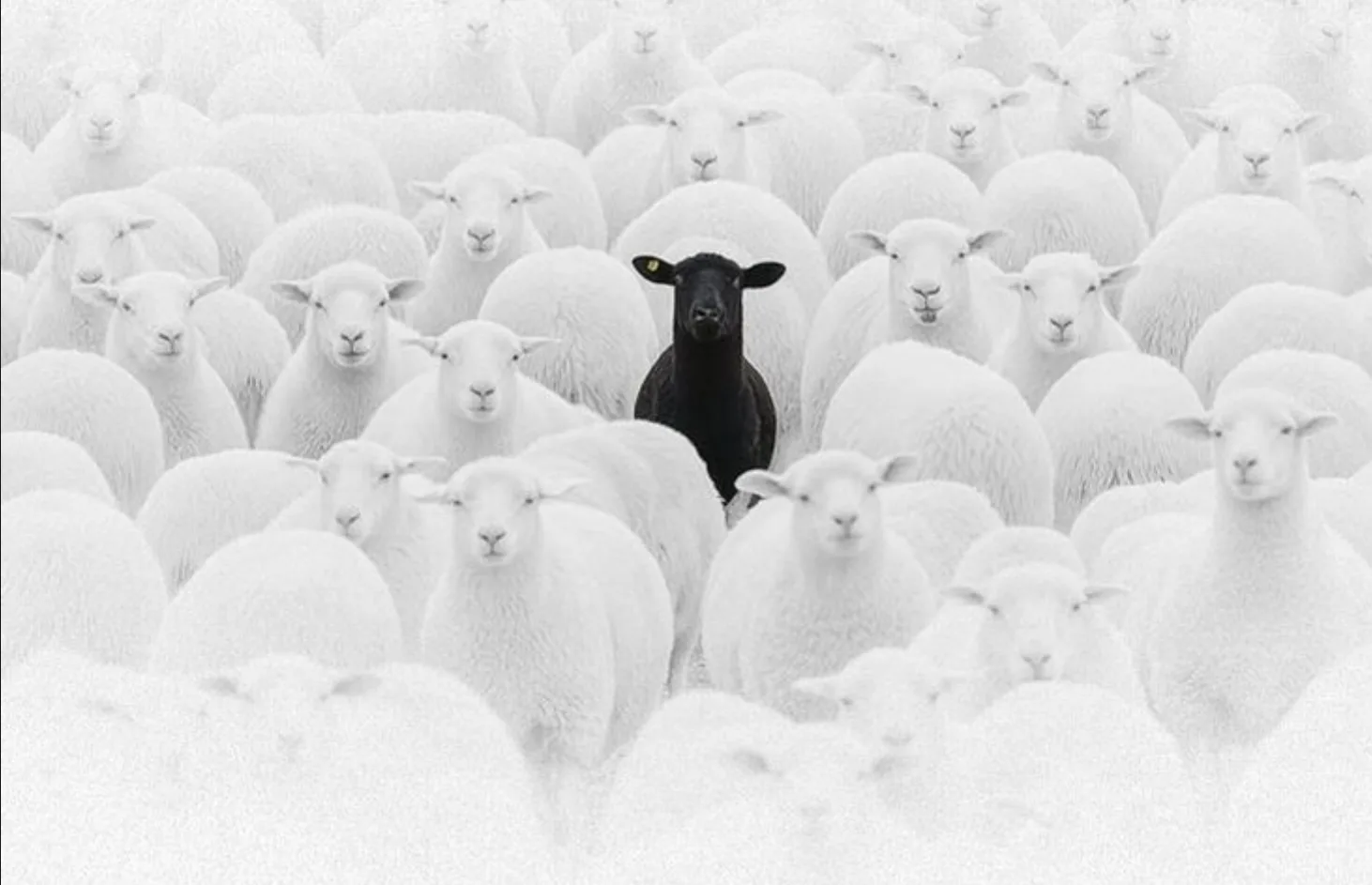 Un mouton noir au milieu d'un troupeau blanc
